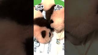 20241123 🐼HK Panda Twins 家姐細佬: 今日熊貓百日慶🥳家姐細佬終於出咗牙仔喇🦷，兩姊弟表示真的很興奮「牙」希望兩姊弟一直健健康康、肥肥白白咁成長落去啦🥰！