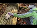 เก็บเห็ดนางรม เข็มทองกับหูหนูอีกแล้วจ้า winter foraging oyster enokitake woodear wildmushroomsuk