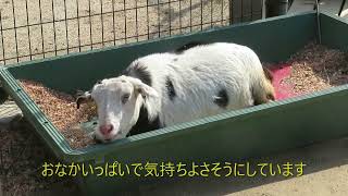 家畜動物の先進的施設、天王寺動物園のふれんどしっぷガーデン🐑動物のことを第一に！！