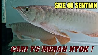 YANG INI MURAH BANGET‼️ CEK HARGA TERBARU IKAN HIAS ARW4NA SUPER RED TERMURAH THE EXOTIC RED BEKASI