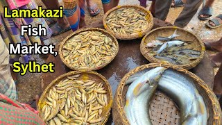 Pure Bliss at First Sight: The Calming Charm of Lamakazi Fish | লামাকাজি আড়ত, সিলেট