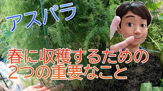 【アスパラ】の収穫に重要な２つのこと　【楽しい家庭菜園】