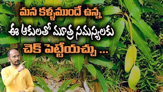 మన కళ్ళముందే ఉన్న ఈ ఆకులతో మూత్ర సమస్యలకు చెక్ పెట్టేయచ్చు ...  | Dr.Madhu Babu Health Trends