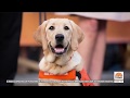 TODAY Show Checks In on Puppy With a Purpose Sunny