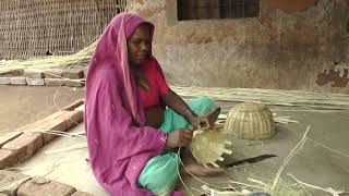 Documentation of Tribal Livelihoods in Tavad Village, Narmada District, Gujarat