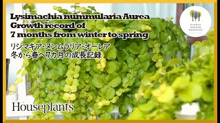 Lysimachia nummularia aurea Growth record and how to increase [Houseplants]