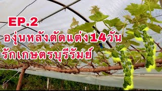 EP.2 อัพเดทองุ่นหลังตัดแต่งกิ่งได้14 วัน #รักเกษตรบุรีรัมย์ #องุ่นบุรีรัมย์