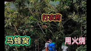 上次剩一点蜂窝没捅干净，又被马蜂起了蜂窝，小韩今天自己解决它