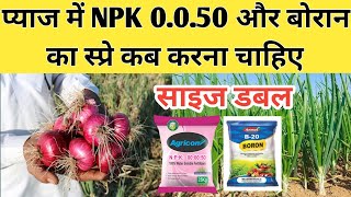 प्याज में NPK 0.0.50 और बोरान का स्प्रे कब करें?? Pyaj Ka Size Bdane Wali Dawa || Pyaj Ki Kheti