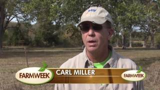 Lack of Rain Delays Pecan Harvest, Farmweek, November 25, 2016