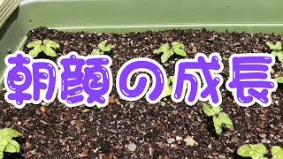 朝顔/種からお花になるまで