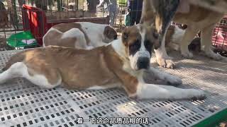 成年200多斤的虎皮中亚牧羊犬，老板竟要价20000，真漂亮