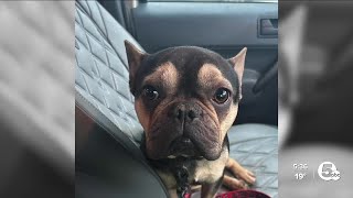 Nowhere to go: Animal rescue groups face challenges finding space for abandoned animals