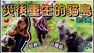 【魚乾】災後重生的貓島 - 田代島，貓咪都好親人呀❤️