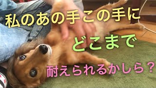 あの手この手でボーロアピール(≧∀≦)ミニチュアダックスフンドMiniatureDachshund Dachshund