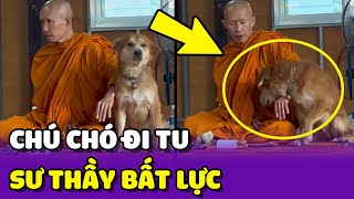 Sư thầy BẤT LỰC với chú chó muốn ĐI TU nhưng TÂM KHÔNG TỊNH 😂 | Yêu Lu Official