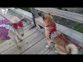 ヤギのメロちゃんとおさんぽデートだワン！！嵐山の柴犬ジェームス！～shiba inu james by kyoto～