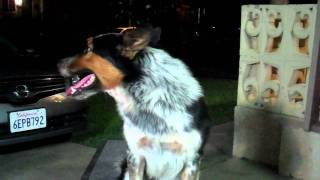 smart dog Jumpy must see