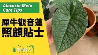 犀牛觀音蓮怎麼照顧？觀葉植物照顧貼士 - Alocasia Melo Care Tips 【生活職人】