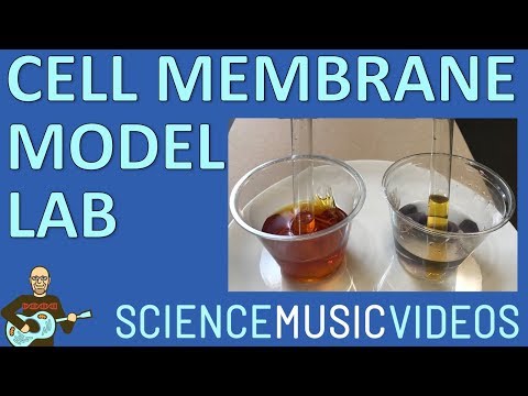 Is dialysis membrane permeable?