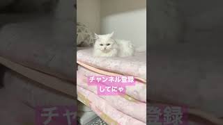 【りおちゃん】押し入れに猫