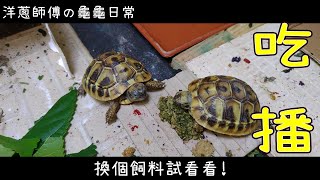 洋蔥師傅の龜龜日常｜赫曼陸龜｜給長不大的龜龜換換飼料