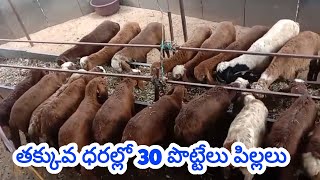 తక్కువ ధరకు పొట్టేలు పిల్లలు 9908026963 అమ్మకానికి