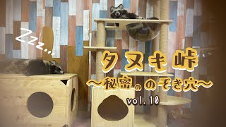 タヌキ峠 ～秘密ののぞき穴～ vol.10　Tanuki Mountain pass ～Secret Peephole～vol.10