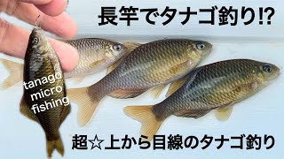 【タナゴ釣り】超☆上から目線のタナゴ釣り！【tanago micro fishing】　@sawayakastyle