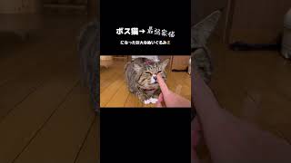 野良猫から家猫になりニャン生大逆転したはずが家猫先輩たちにしばかれまくってるほたて君💁‍♀️ #元ボス猫 #保護猫 #ほたて君 #ぬいぐるみ #ダイエット中 #預かりボランティア