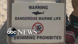 Authorities warn beach goers of sharks