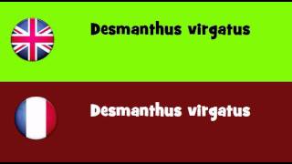 FROM ENGLISH TO FRENCH = Desmanthus virgatus