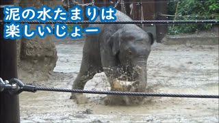 「泥の水たまりは、楽しいじょー」仔ゾウのアルンくん　2021.10.01