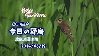 ギター日記　今日の野鳥　・　渡良瀬遊水地　2024年6月19日