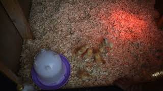 Tractor Supply: ISA Brown and Light Brahma Pullets