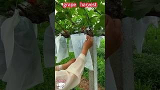 Kyoho grape harvest, well-colored, shiny。           巨峰葡萄收穫，著色不錯，光澤靚麗