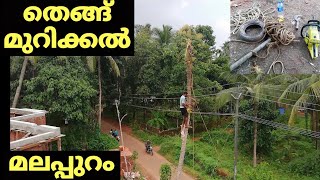 മലപ്പുറം  സ്റ്റൈൽ തെങ്ങ് മുറിക്കൽ. coconut tree cutting india