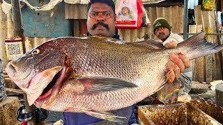 KASIMEDU 🔥 SPEED SELVAM | BIG KORALI FISH CUTTING VIDEO | IN KASIMEDU | FF CUTTING 🔪