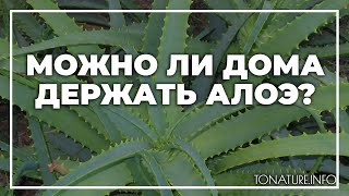 Можно ли дома держать алоэ? | toNature.Info