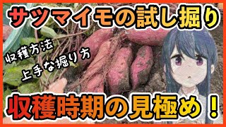 サツマイモの収穫時期！収穫の見極めや収穫方法について解説しています。