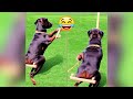 Funny Animal Videos 2023 - Comedy Voiceover! #71😹🐶🤣