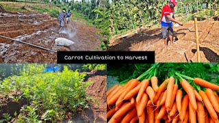 கேரட் விதைப்பு முதல் அருவடை வரை| Carrot Growing Vlog In Tamil🥕 | From Seeding to Harvest