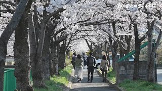 秋田市の桜、観測史上最も早く満開