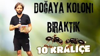 Doğaya Koloni Bıraktık   |  10 Kraliçeli Messor Kolonisi   |  PART 4