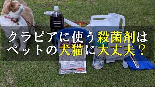 クラピアに使う殺菌剤はペットの犬に大丈夫？