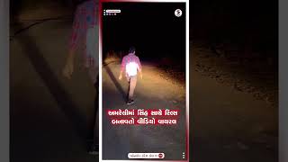 Amreli News | અમરેલીમાં સિંહ સાથે રિલ્સ બનાવતો વીડિયો વાયરલ | Lion | Gujarat