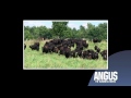 Angus Means Business: The Straightbred Angus Female