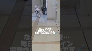 動物病院スタッフ犬フレブル・タルちゃんの歯磨き