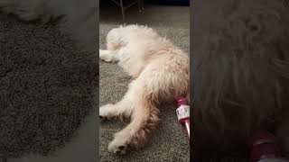 Dog farts into mic! #funny #shorts #trending #tiktok #lazy l #dog #cute #puppy #shawnmendes #cute