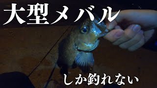 【デカすぎる…！】メバルの聖地が凄すぎた…！